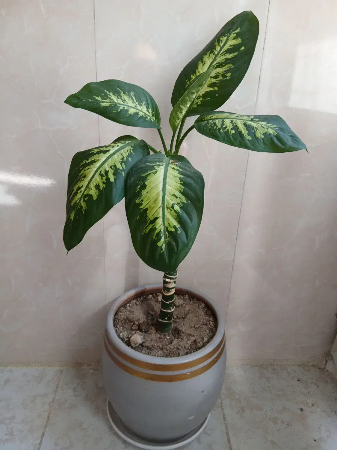 گل خانگی|گل و گیاه طبیعی|رباط‌کریم, منجیل آباد|دیوار