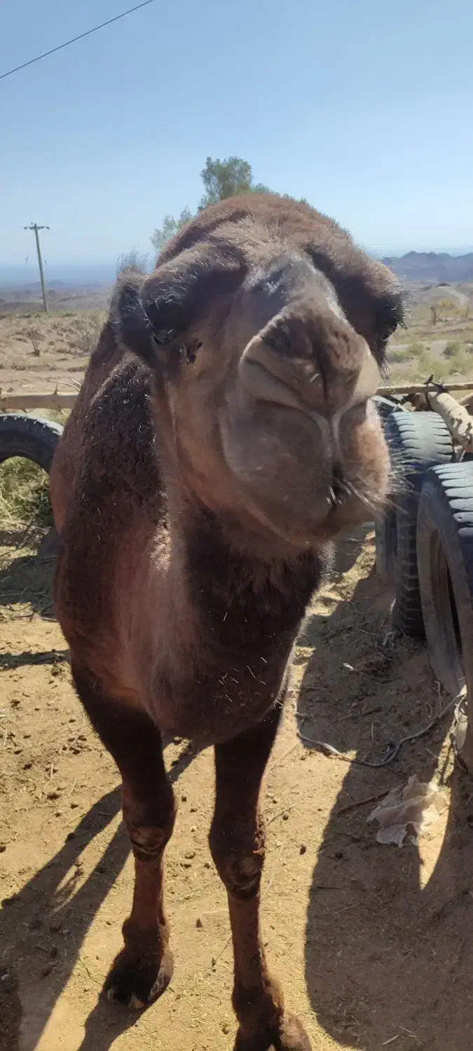 شتر نر|حیوانات مزرعه|جلگه ماژان, |دیوار