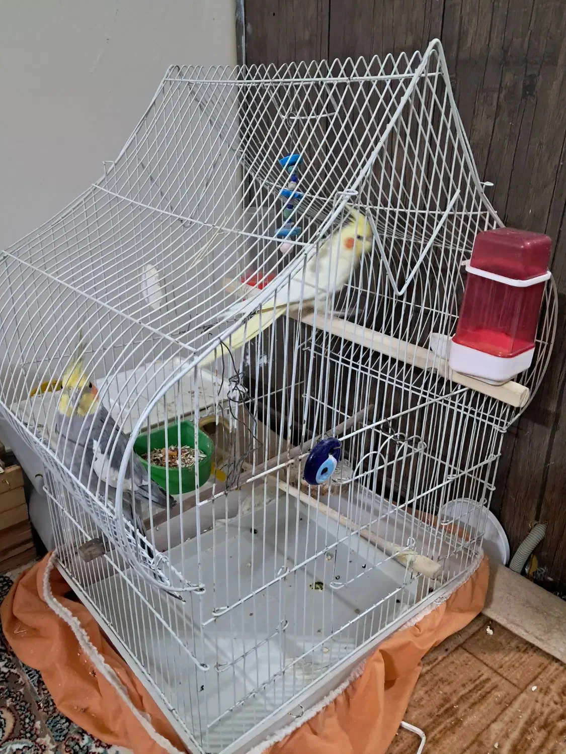 عروس هلندی مولد نر و ماده یه جفت|پرنده|همدان, |دیوار