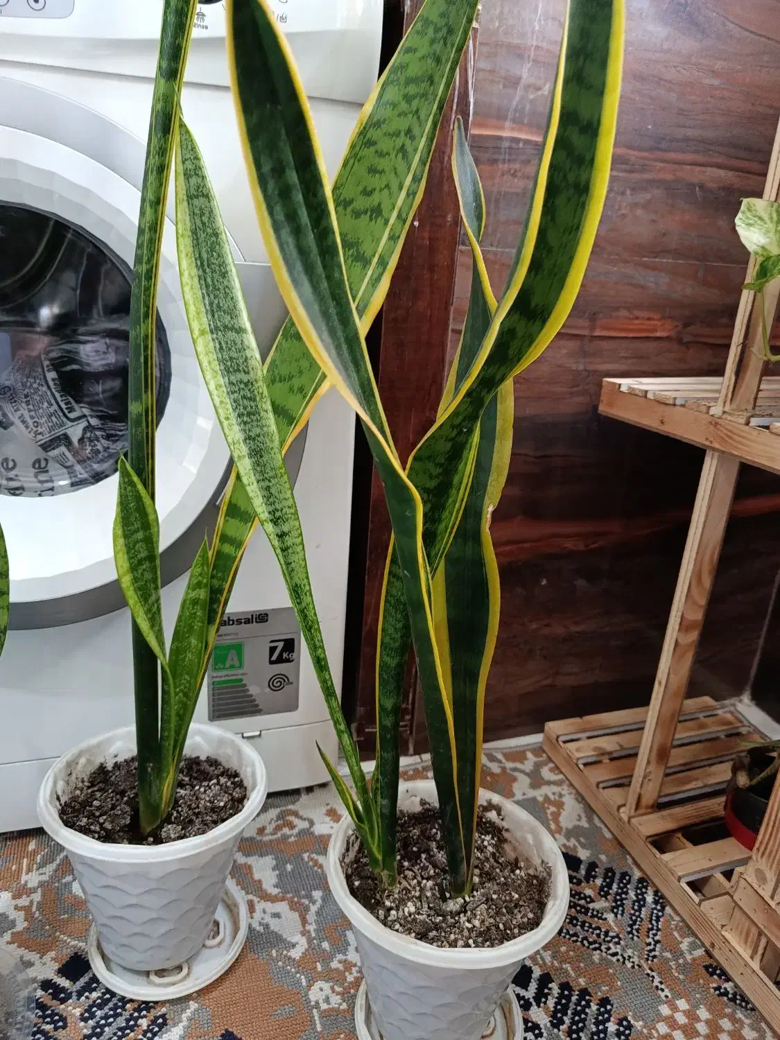 گل سانسوریا|گل و گیاه طبیعی|رشت, پیرکلاچای|دیوار