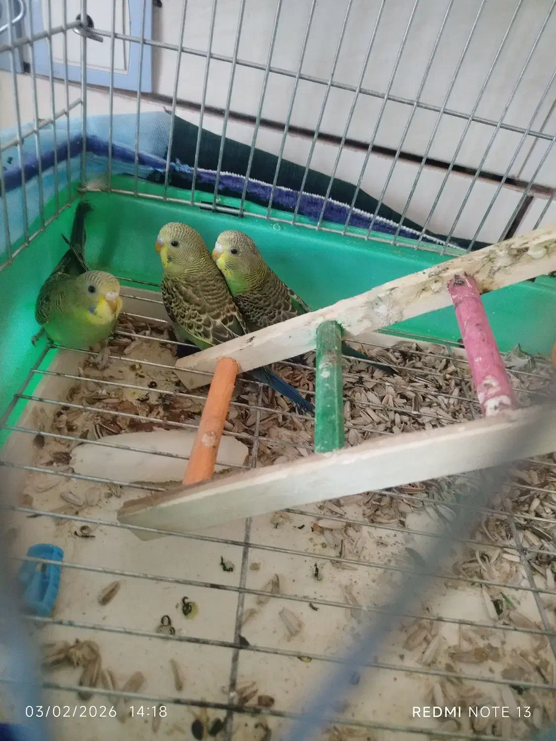 مرغ عشق|پرنده|داراب, |دیوار