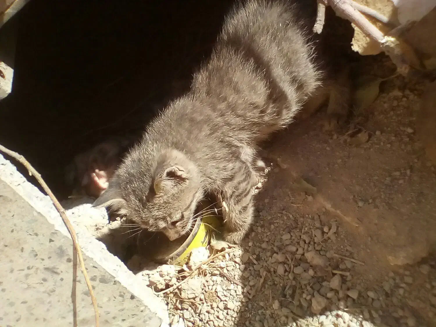 گربه گمشده|گربه|ایلام, |دیوار