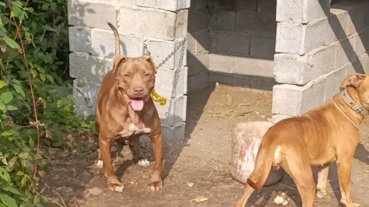 واگذاری پیتبول بولی ۲ساله ماده توله دهی خوبی داره|سگ|املش, |دیوار