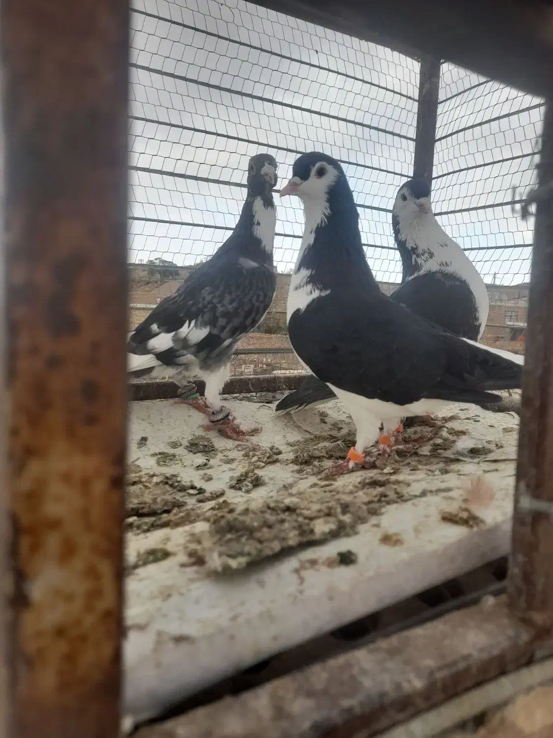 سه تا قلدور هوایی|پرنده|تربت جام, میان جام|دیوار