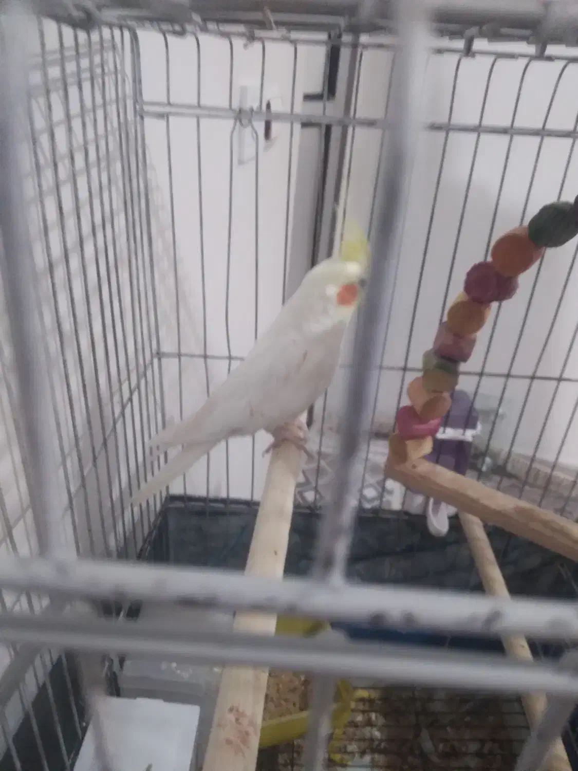 عروس هلندی|پرنده|شهریار, شهریار|دیوار