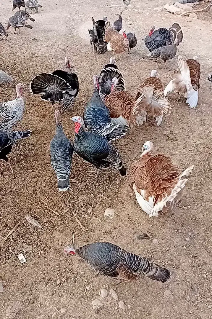 بوقلمون|حیوانات مزرعه|اندیمشک, |دیوار