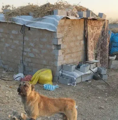 سگ خوب سگ چوپانی نگهبانی|سگ|بکتاش, |دیوار