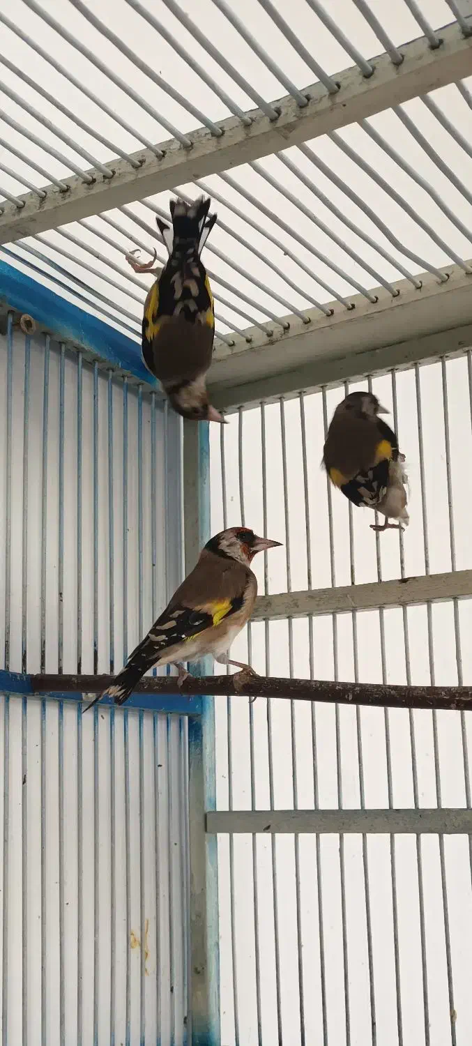 ُسهره|پرنده|شهرکرد, |دیوار