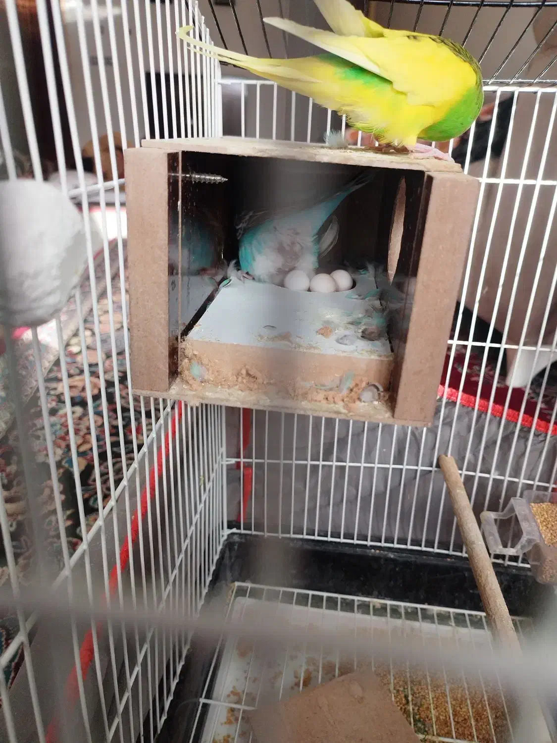 مرغ عشق|پرنده|کرمان, |دیوار