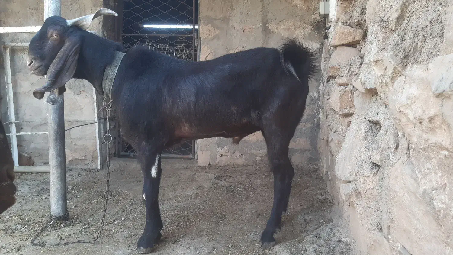 نر بز|حیوانات مزرعه|مسجد سلیمان, |دیوار