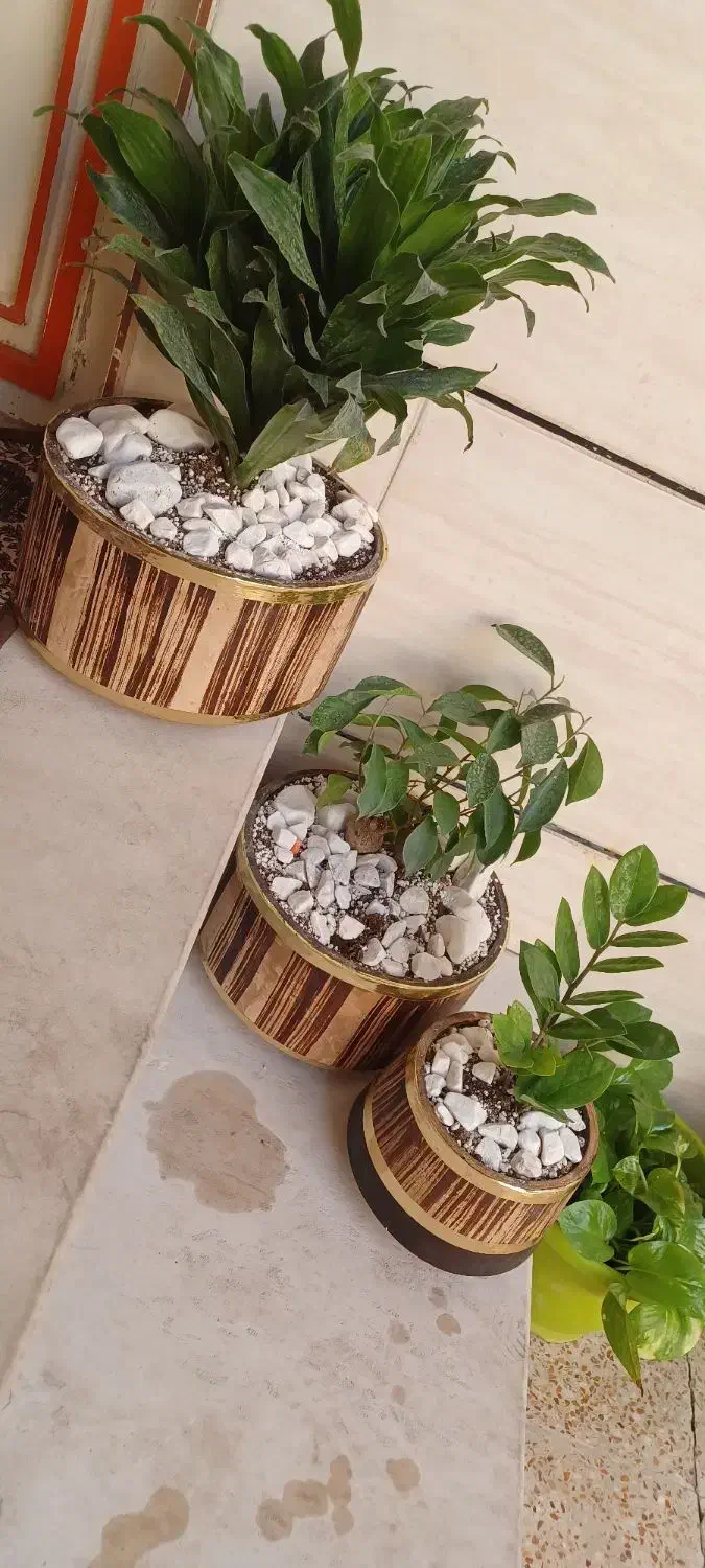 گل طبیعی|گل و گیاه طبیعی|بیرانوند, |دیوار