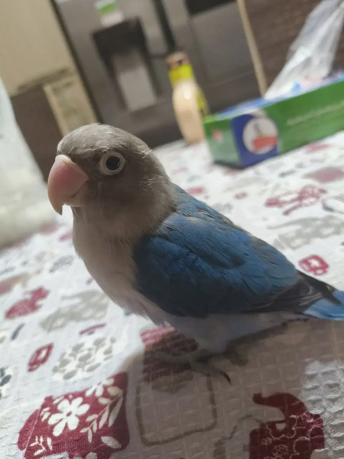 طوطی برزیلی|پرنده|نجف‌آباد, رجایی شمالی|دیوار