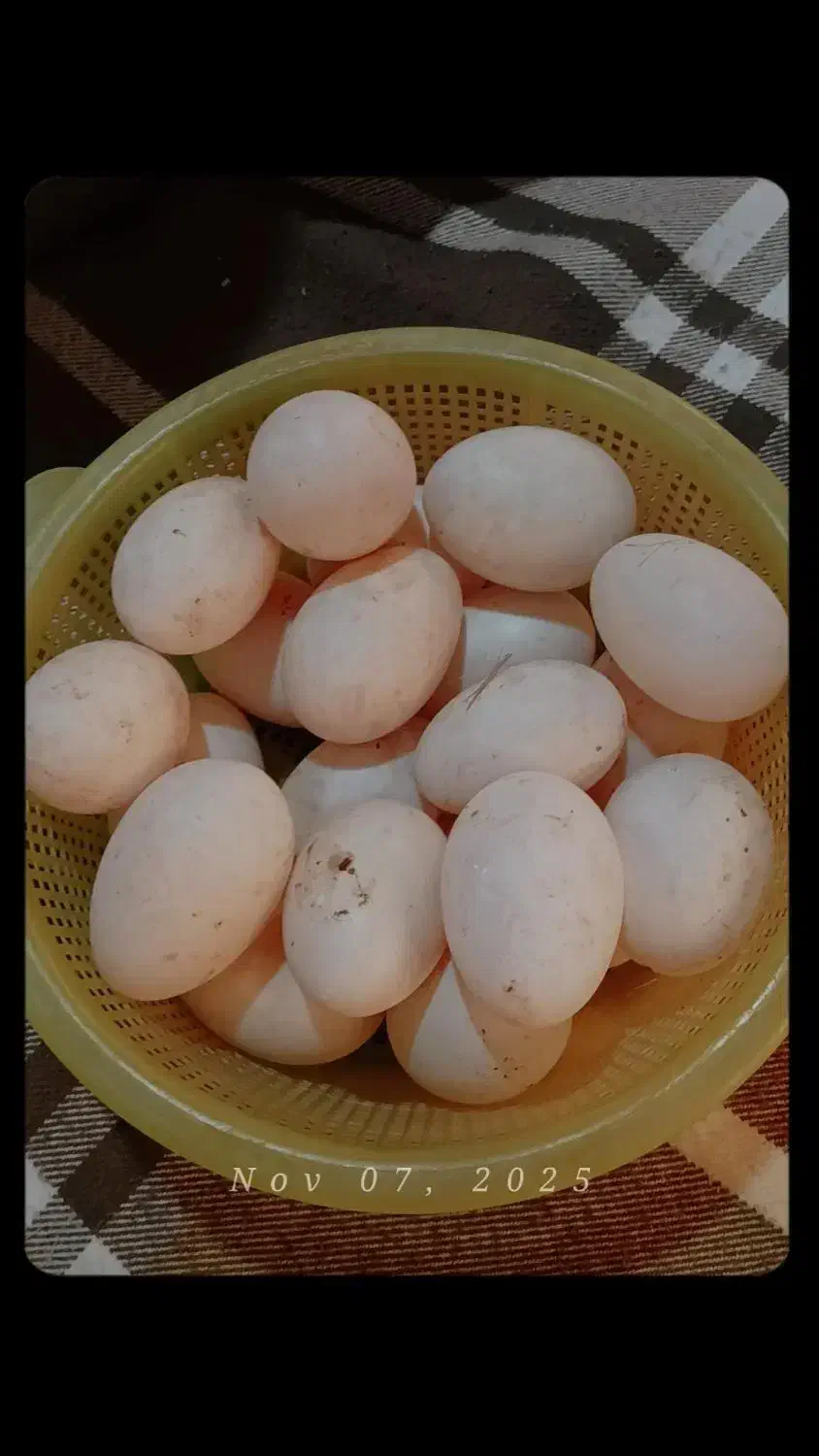 فروش تخم اوردک و مرغ|خوردنی و آشامیدنی|کردکوی, |دیوار