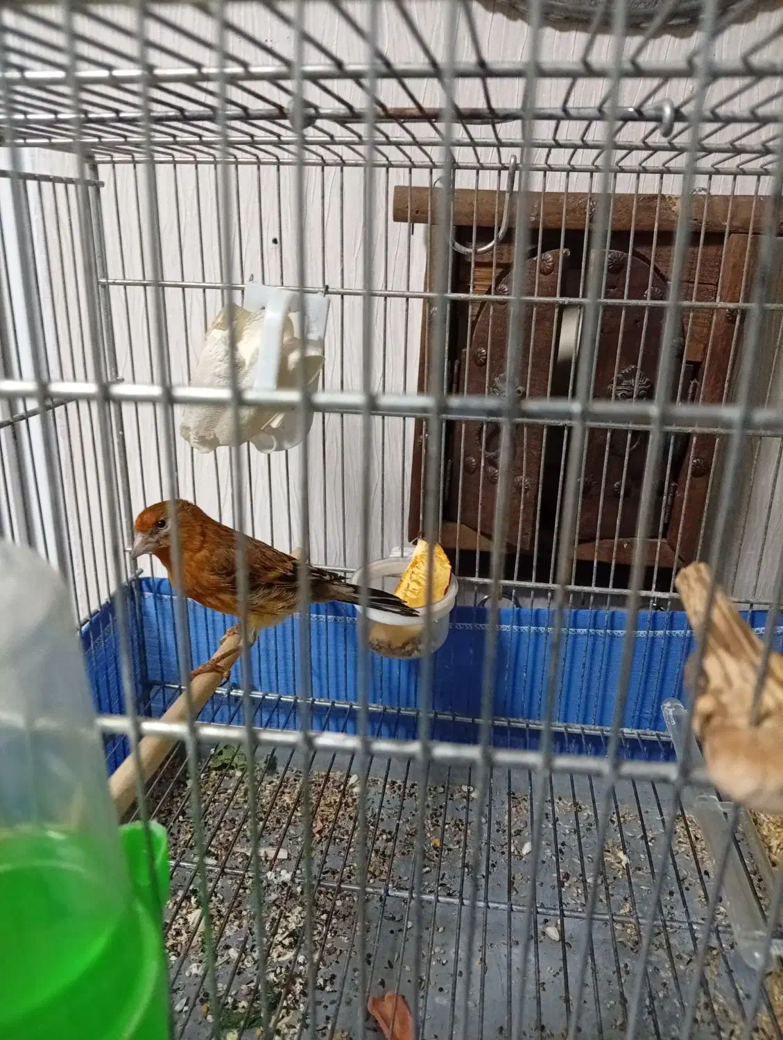 جوجه سره قناری|پرنده|تهران, آهنگ|دیوار