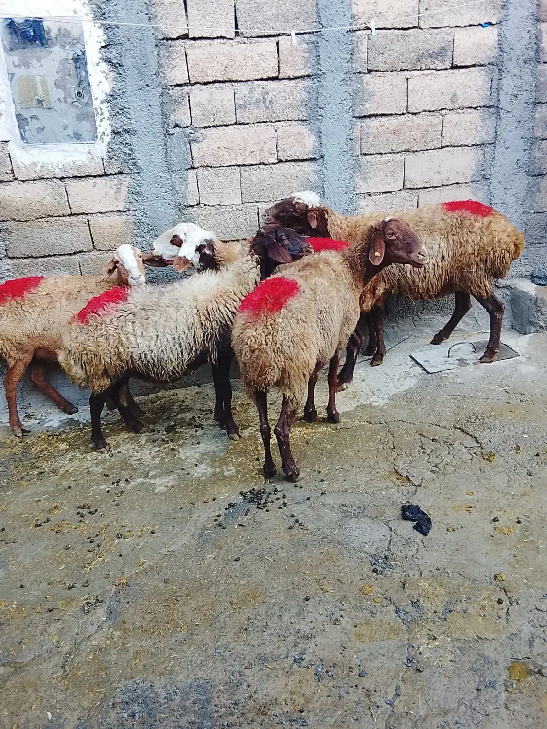 گوسفند میش|حیوانات مزرعه|کلیائی, |دیوار