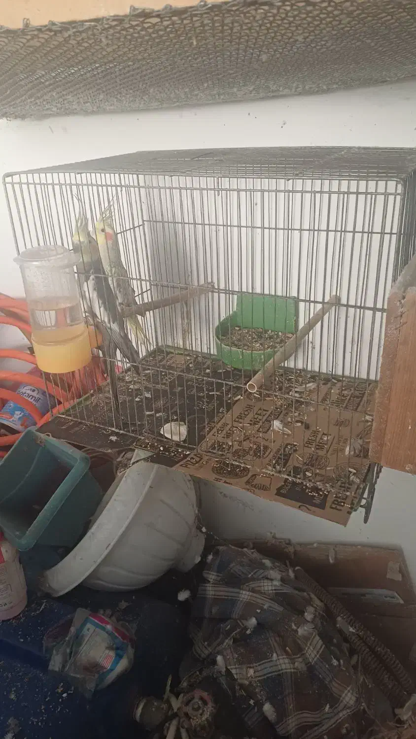 طوطی عروس تخم گذار|پرنده|رشت, هلال احمر|دیوار