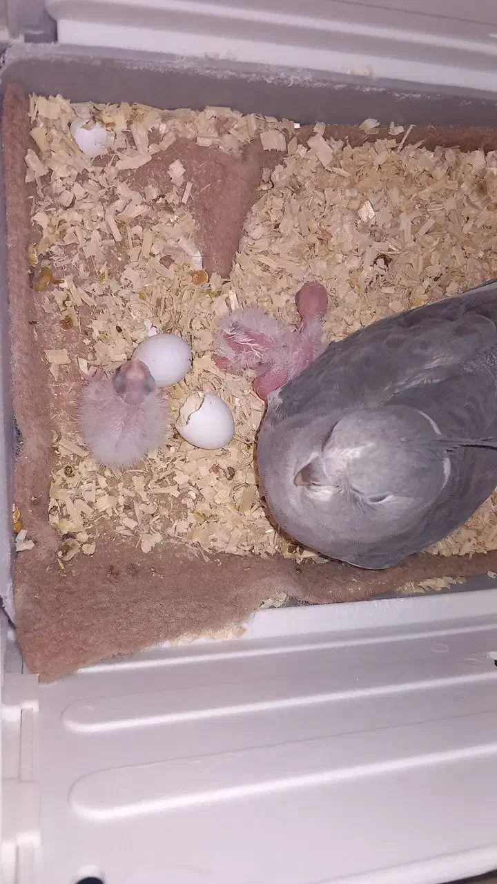 عروس هلندی جفت خورده مولد واقعی|پرنده|اسلامشهر, مظفریه|دیوار