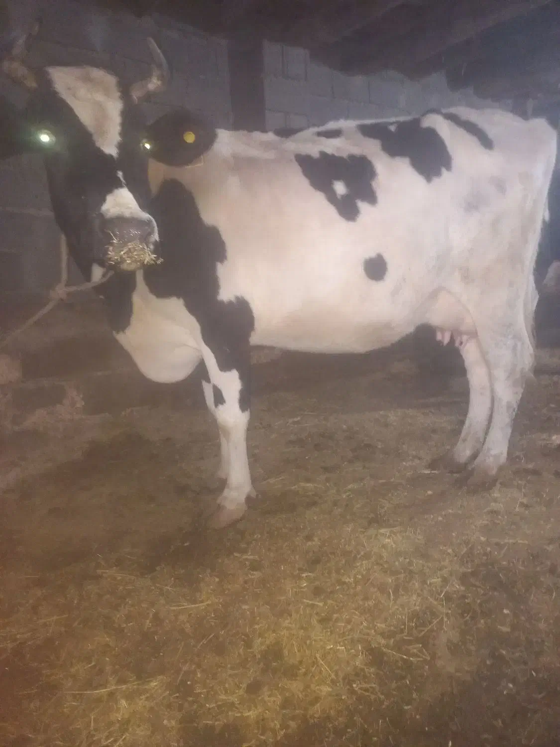 گاو پر شیر باگوساله سیمینتال نر بزرگ|حیوانات مزرعه|ماهنشان, |دیوار