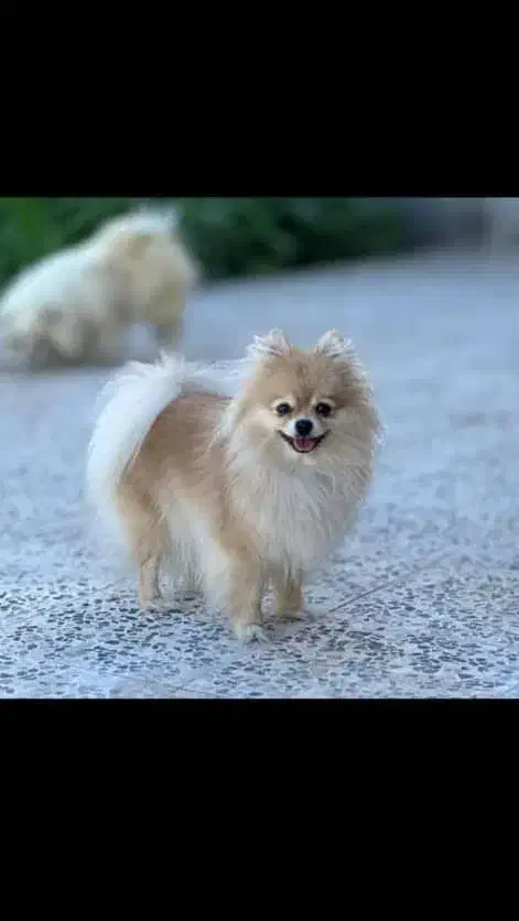 سگ بالغ|سگ|شیراز, اصلاح‌نژاد|دیوار