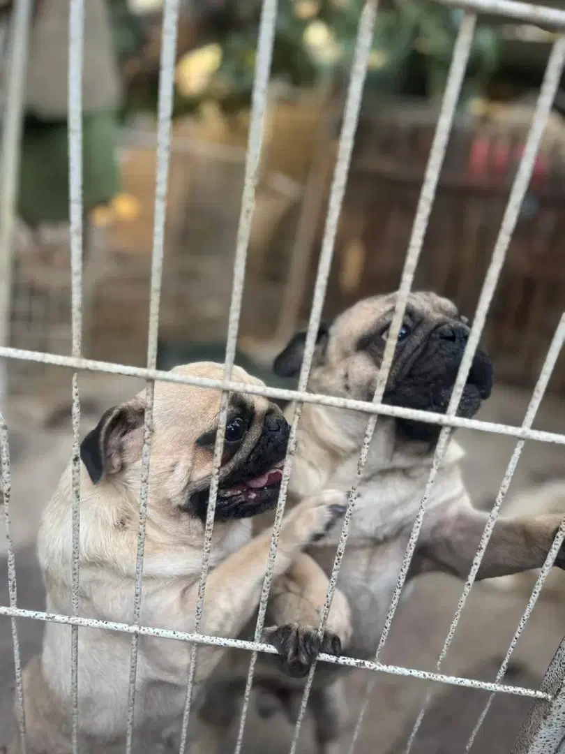 پاگ|سگ|فردیس, شهرک اسکویی|دیوار