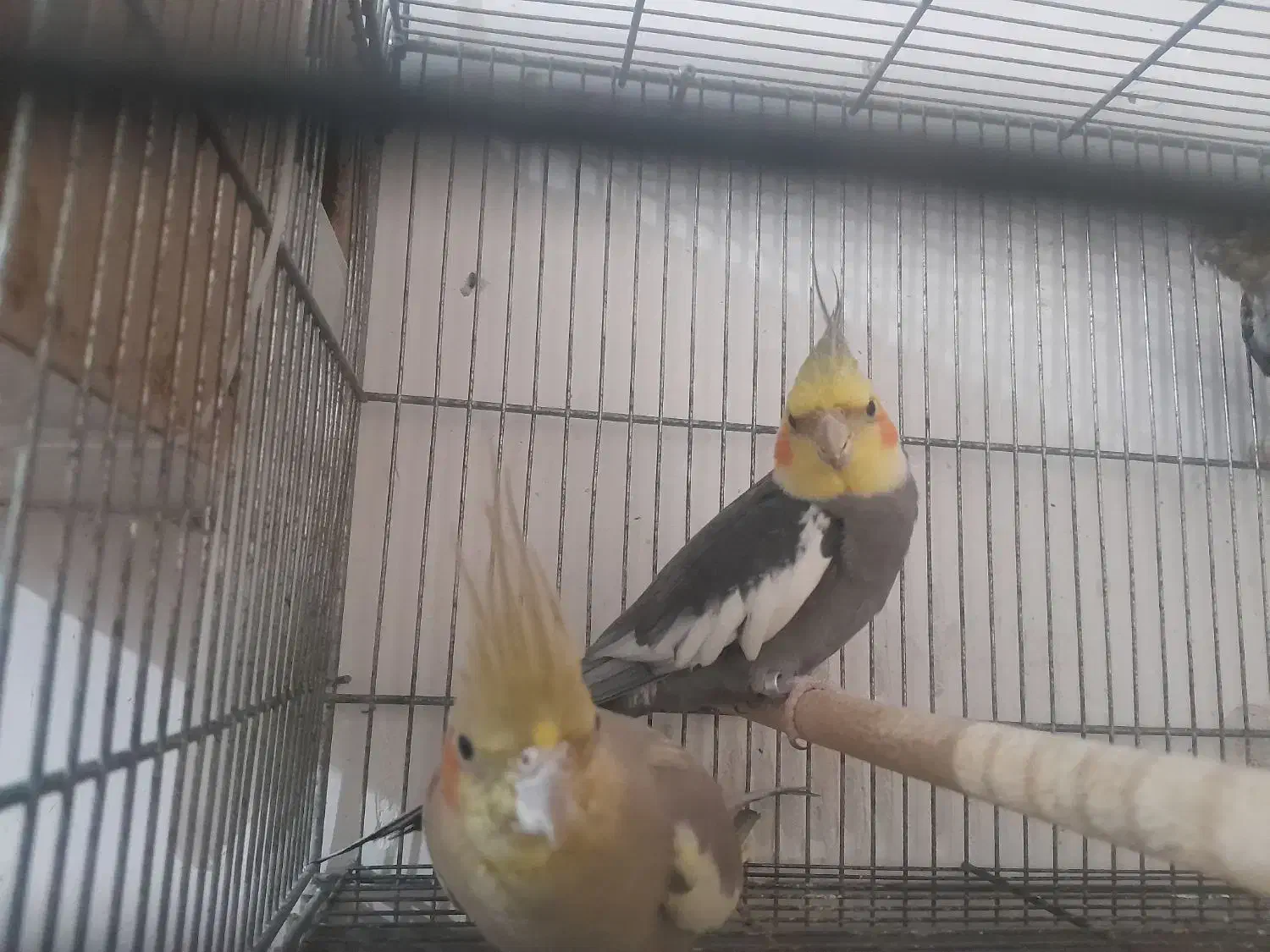 جفت عروس هلندی با یک جوجه|پرنده|چغادک, |دیوار