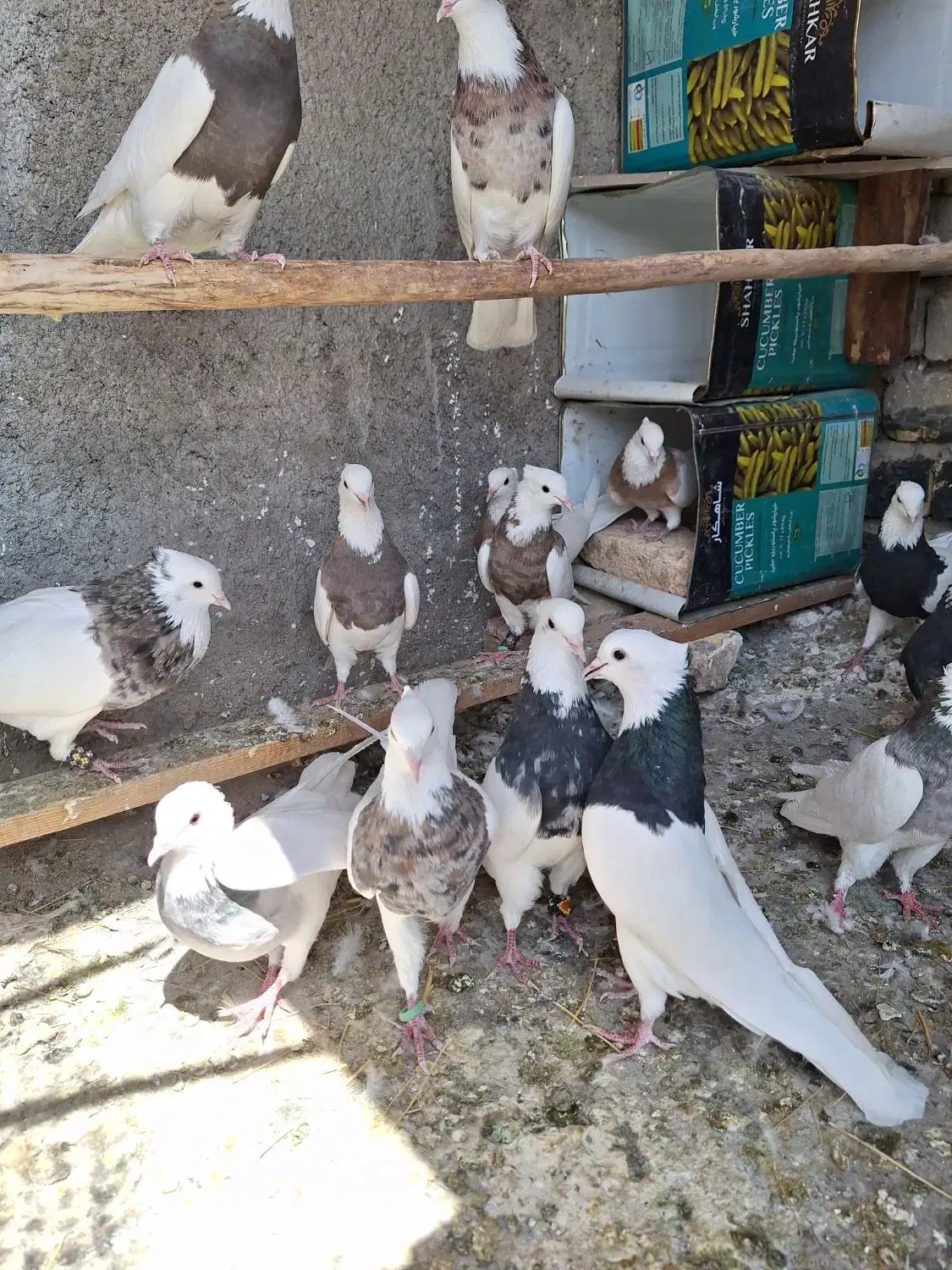 طوقی ساده نروماده|پرنده|داران, |دیوار