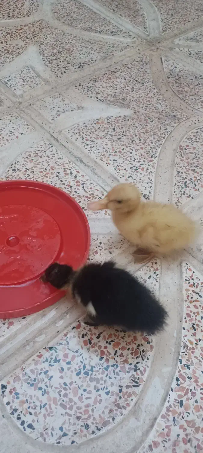 جوجه اردک یک ماهه|حیوانات مزرعه|قرچک, داوود آباد|دیوار