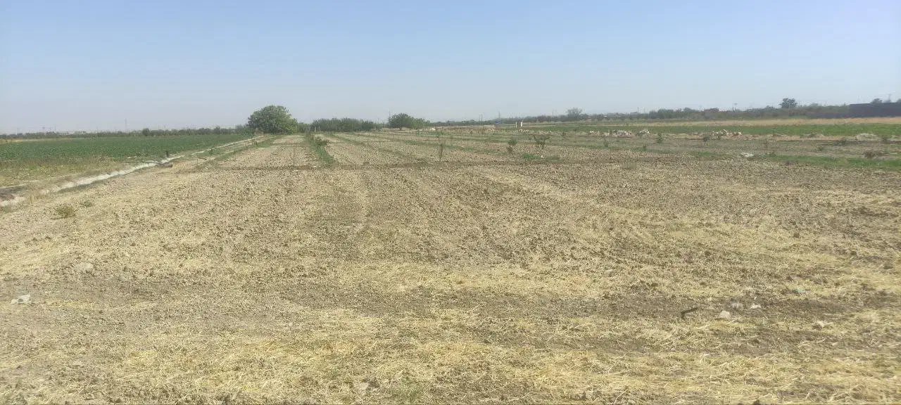 زمین کشاورزی با ۴۵۰عدد درخت گردو اسرائیلی|فروش دفتر صنعتی، کشاورزی، تجاری|چناران, |دیوار