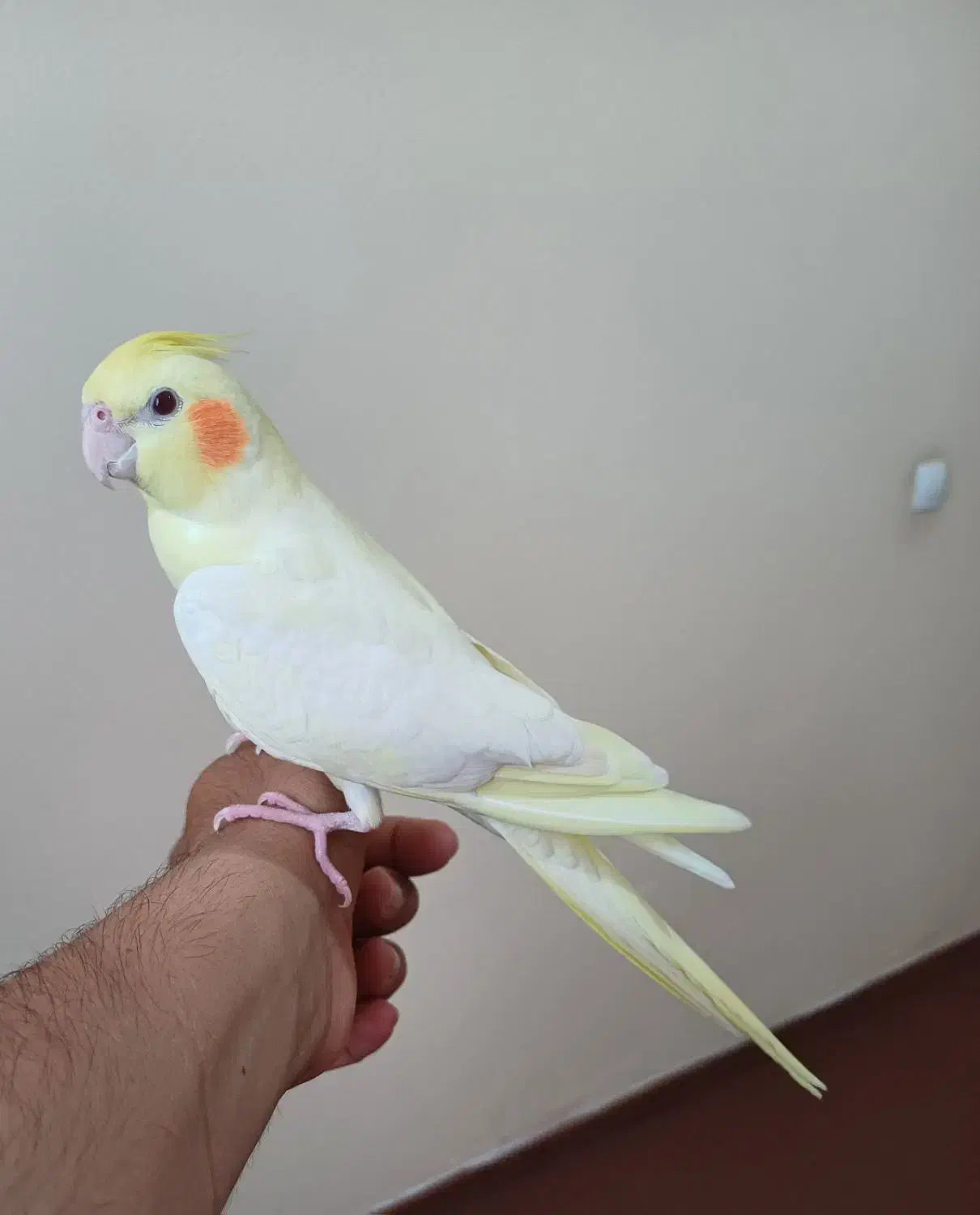 عروس هلندی نر|پرنده|پارسآباد, |دیوار