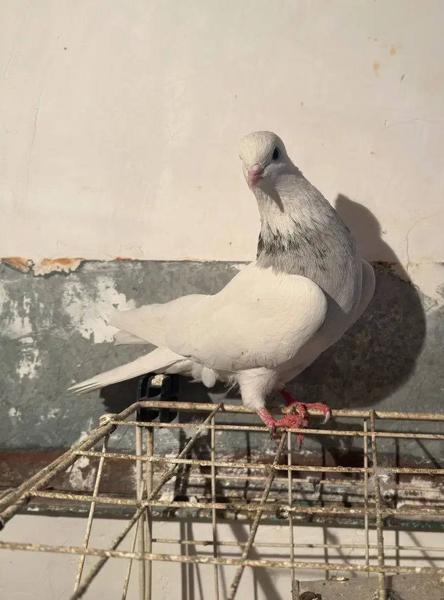 طوقی|پرنده|شاهینشهر, حافظ شمالی|دیوار