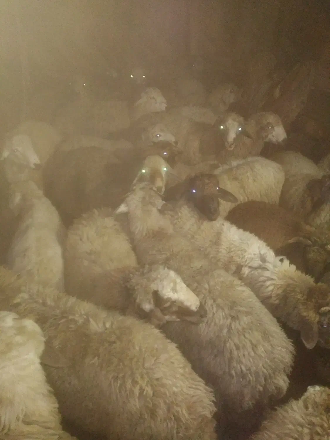 ۵۰ رس بره نر بفروش میرسد|حیوانات مزرعه|تالش, تالش|دیوار