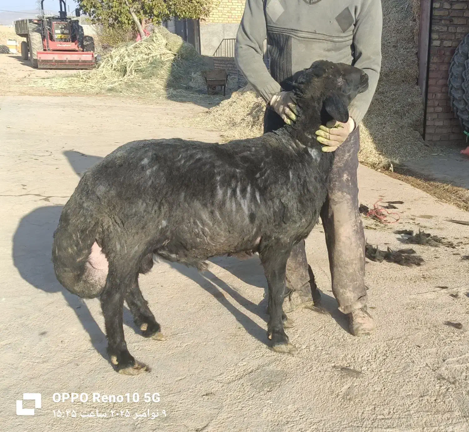 فروش قوچ هترو|حیوانات مزرعه|دوتپه, |دیوار