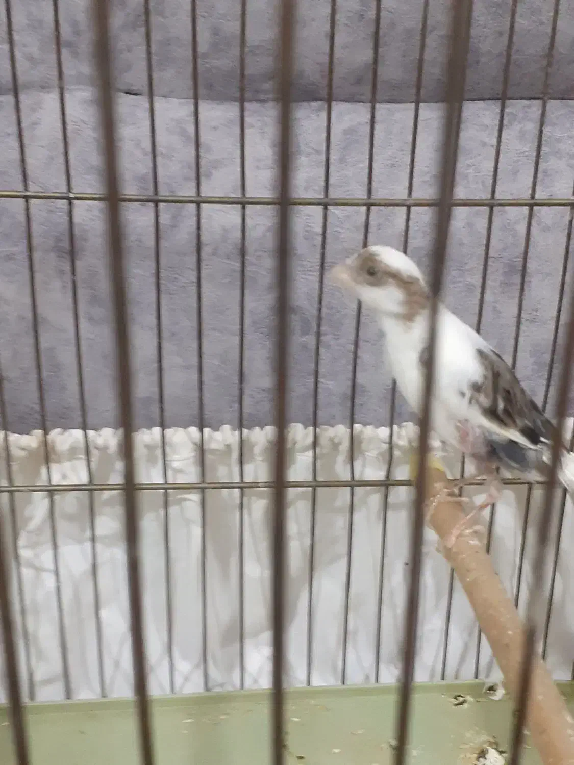 یک عددقناری|پرنده|ملایر, |دیوار