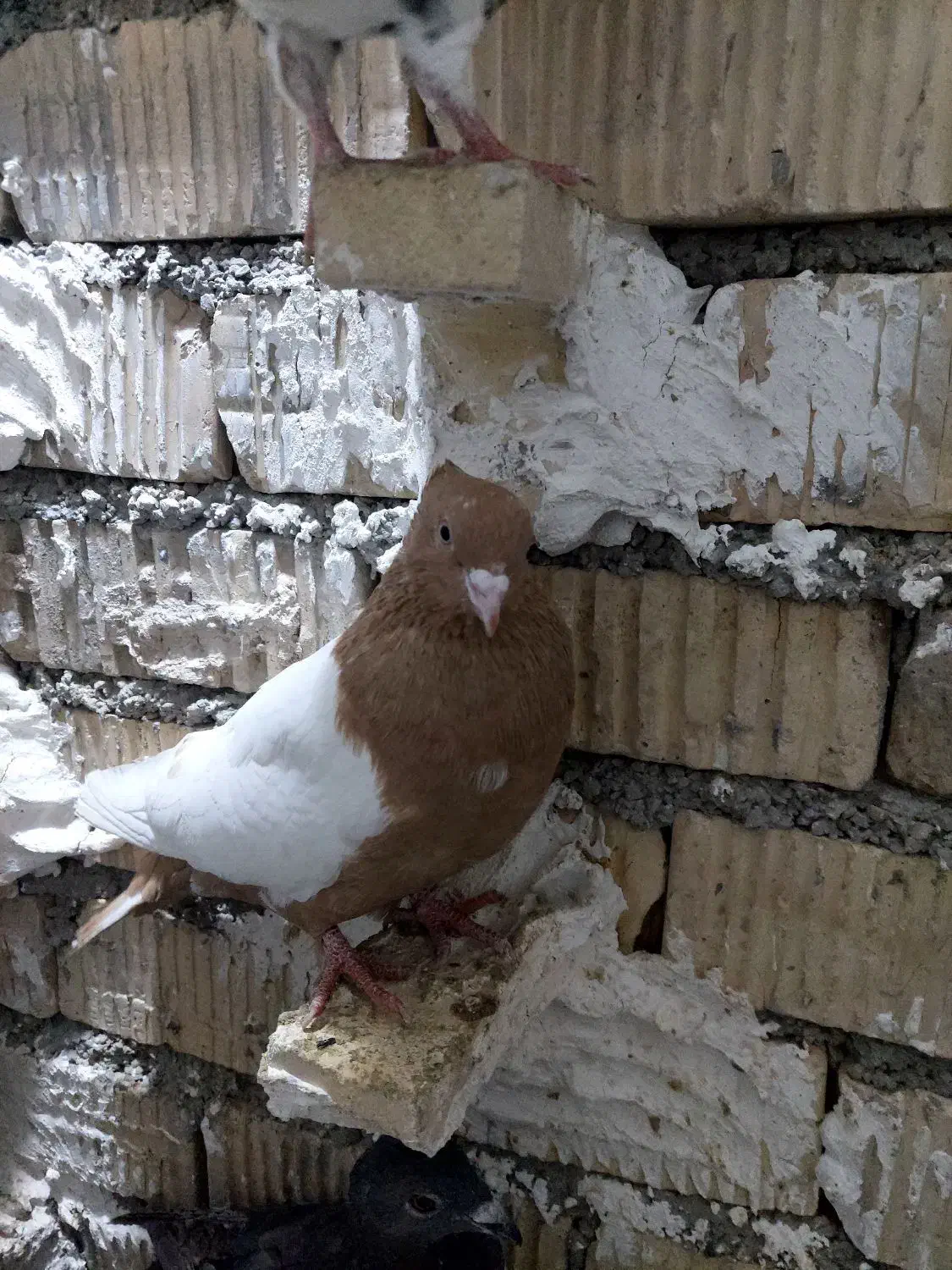 کفتر سینه زرد|پرنده|شیراز, کوشک میدان|دیوار