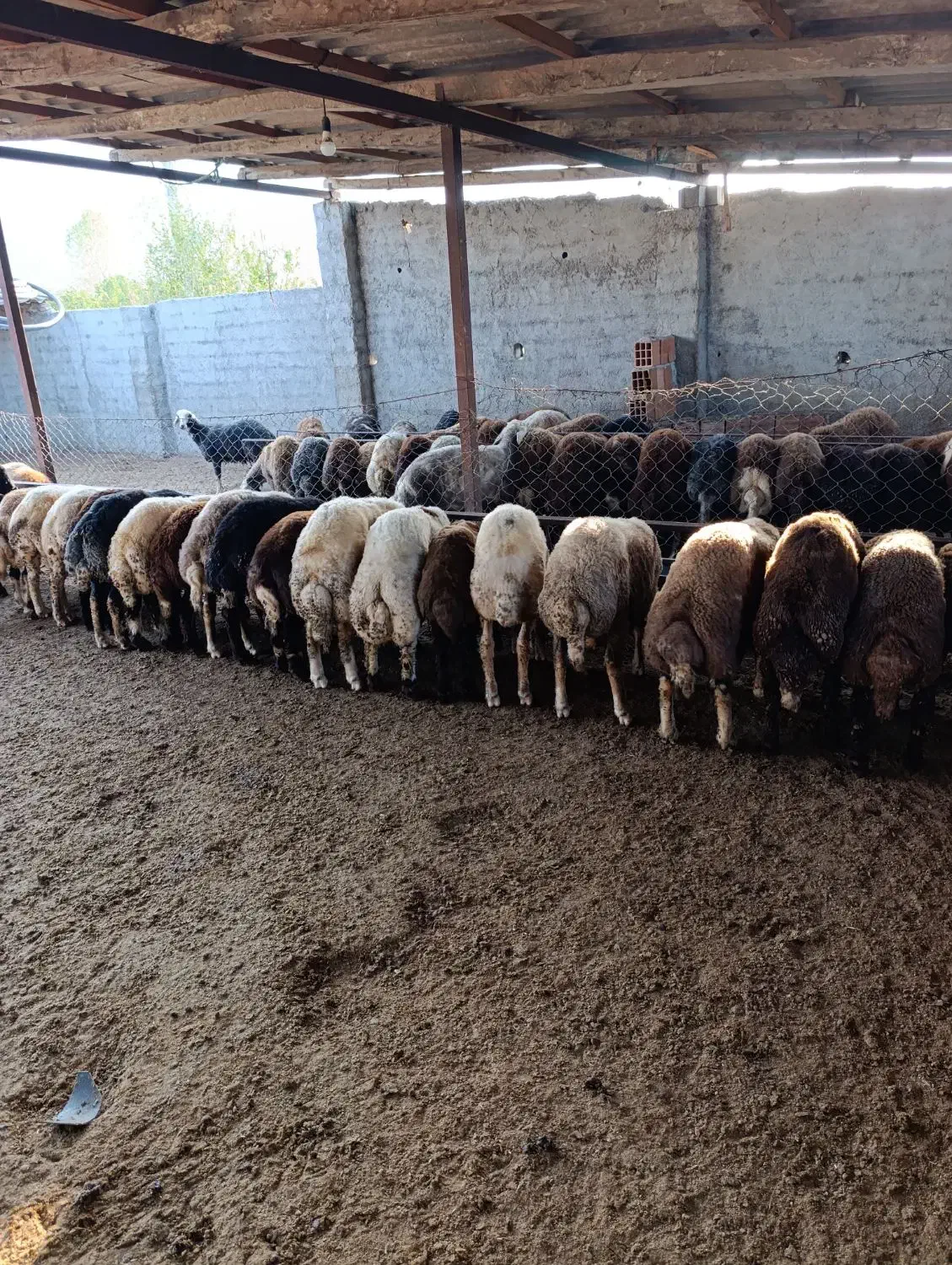 بره پرواری|حیوانات مزرعه|بندر گز, |دیوار