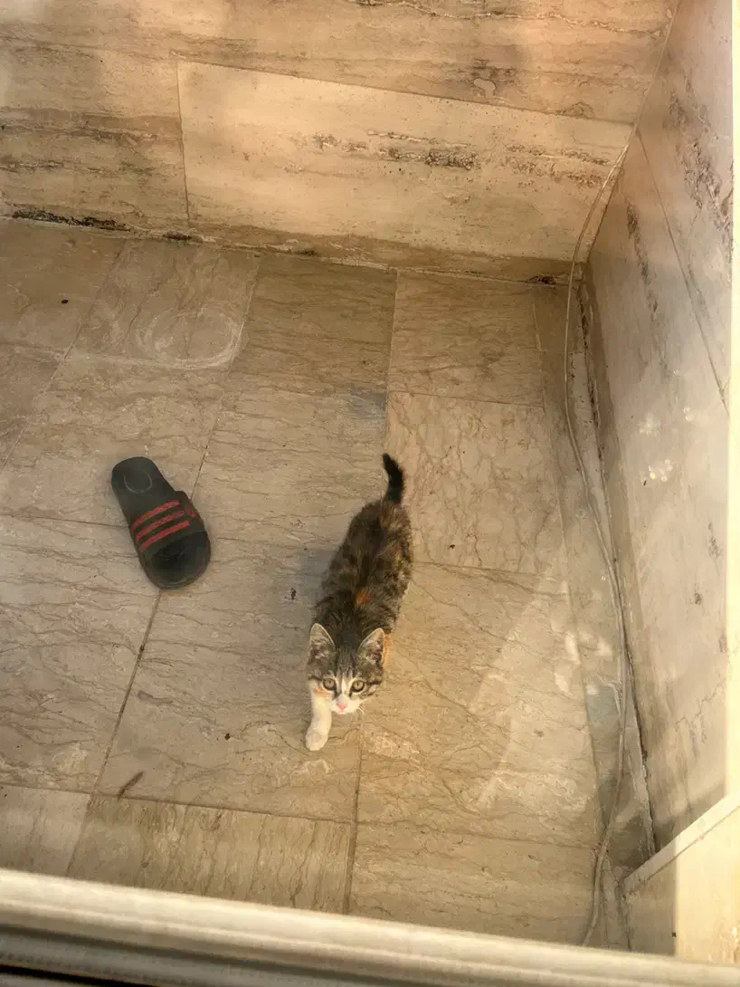 واگذاری بچه گربه|گربه|کرج, حسن آباد|دیوار