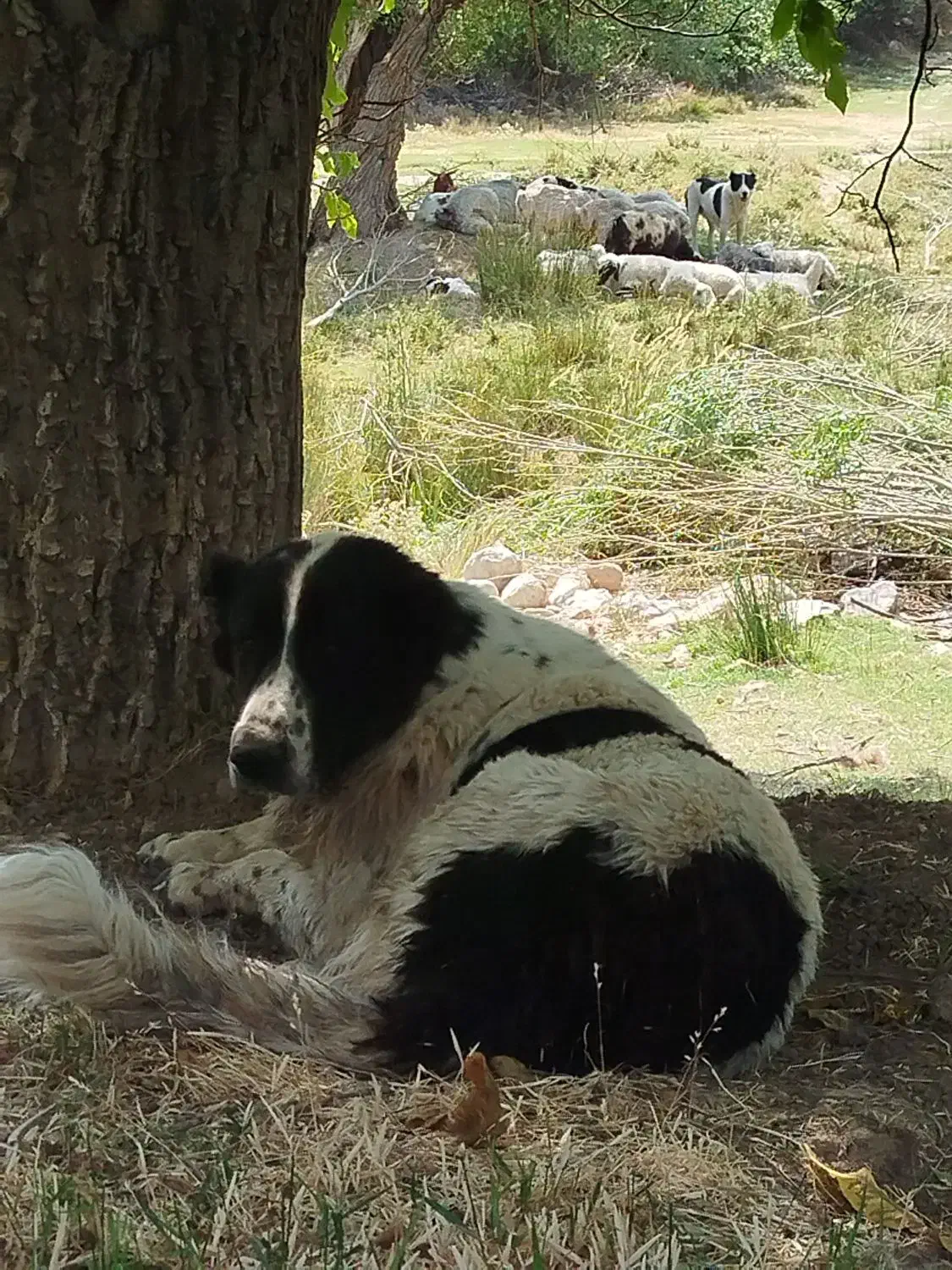 واگذاری سگ قدریجونی|سگ|بوانات, |دیوار