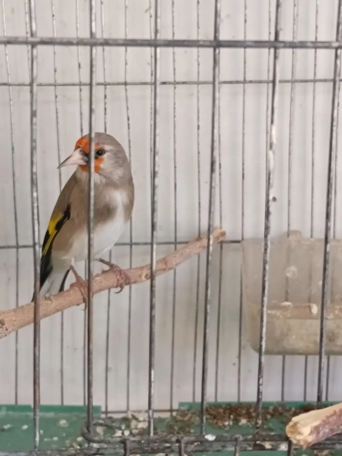 سهره کرمانی دارابی گل بلند خوشکل|پرنده|فسا, |دیوار