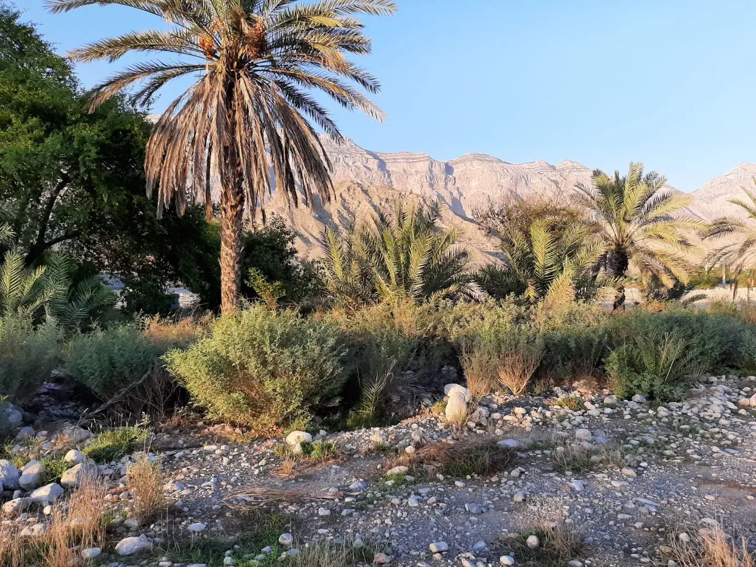 زمین کشاورزی ، روستای چاهستان|فروش دفتر صنعتی، کشاورزی، تجاری|تخت, |دیوار