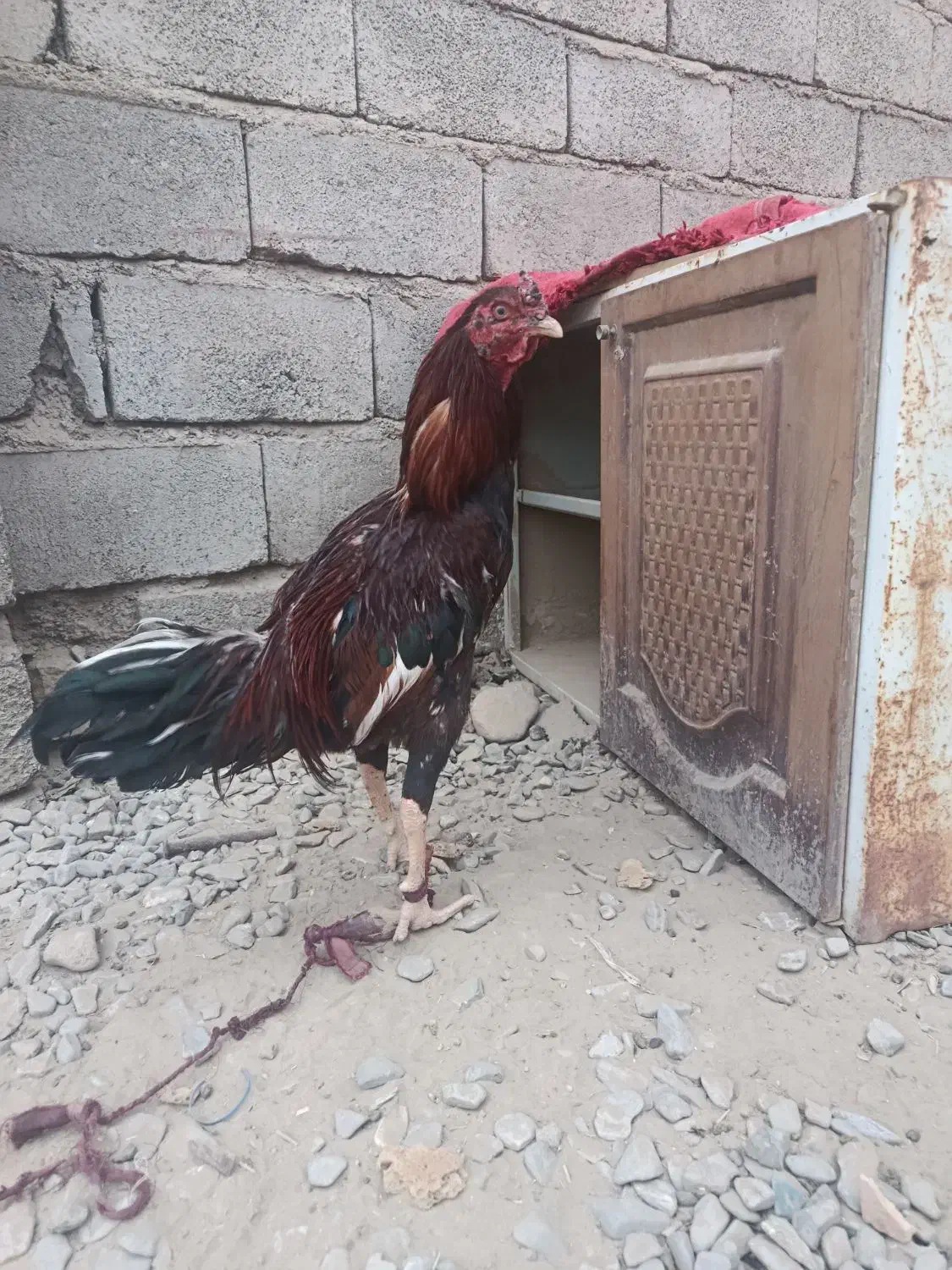 جوجه خروس|حیوانات مزرعه|ایرانشهر, |دیوار