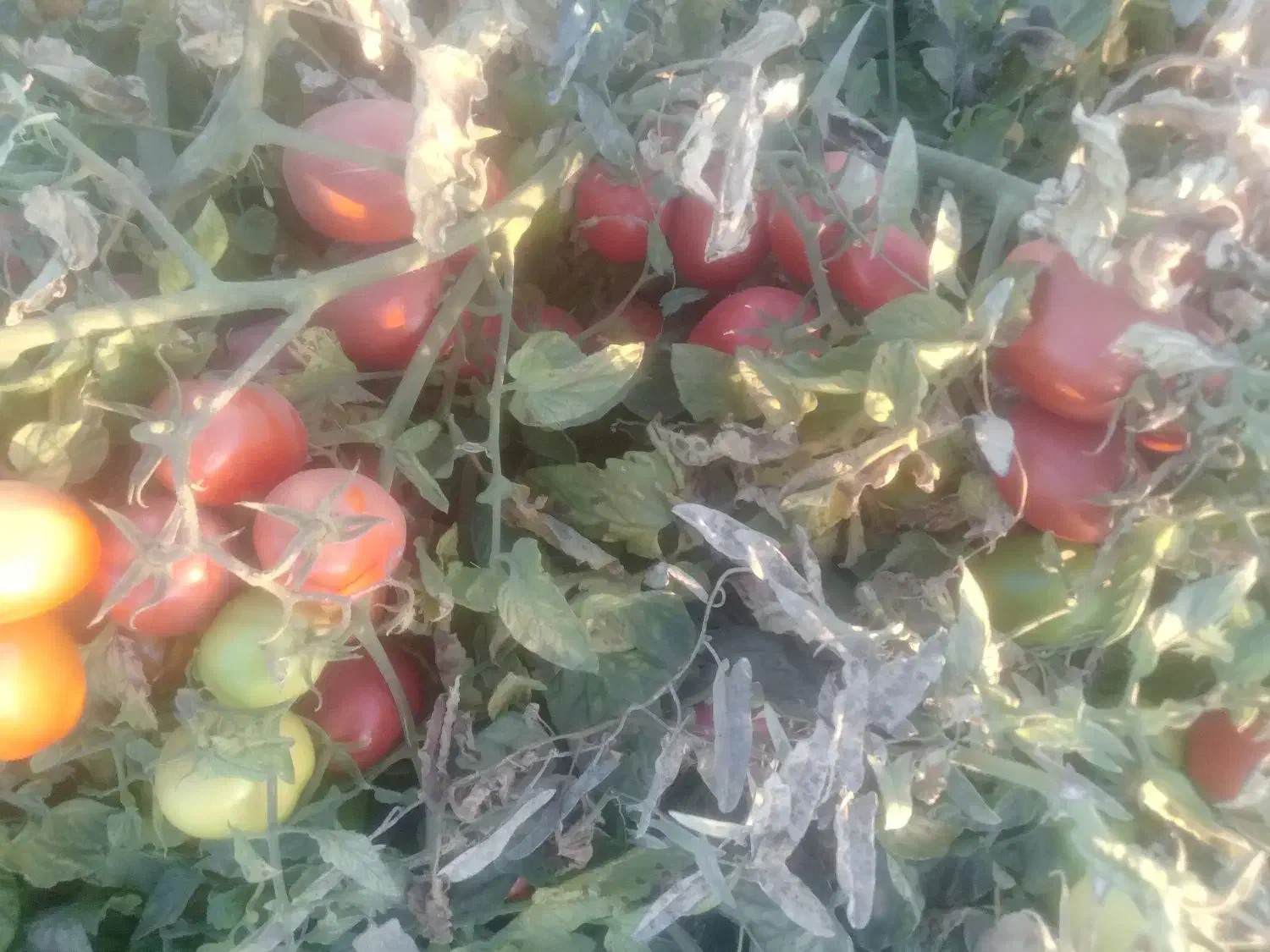 گوجه سسی یا کبابی|خوردنی و آشامیدنی|موچش, |دیوار