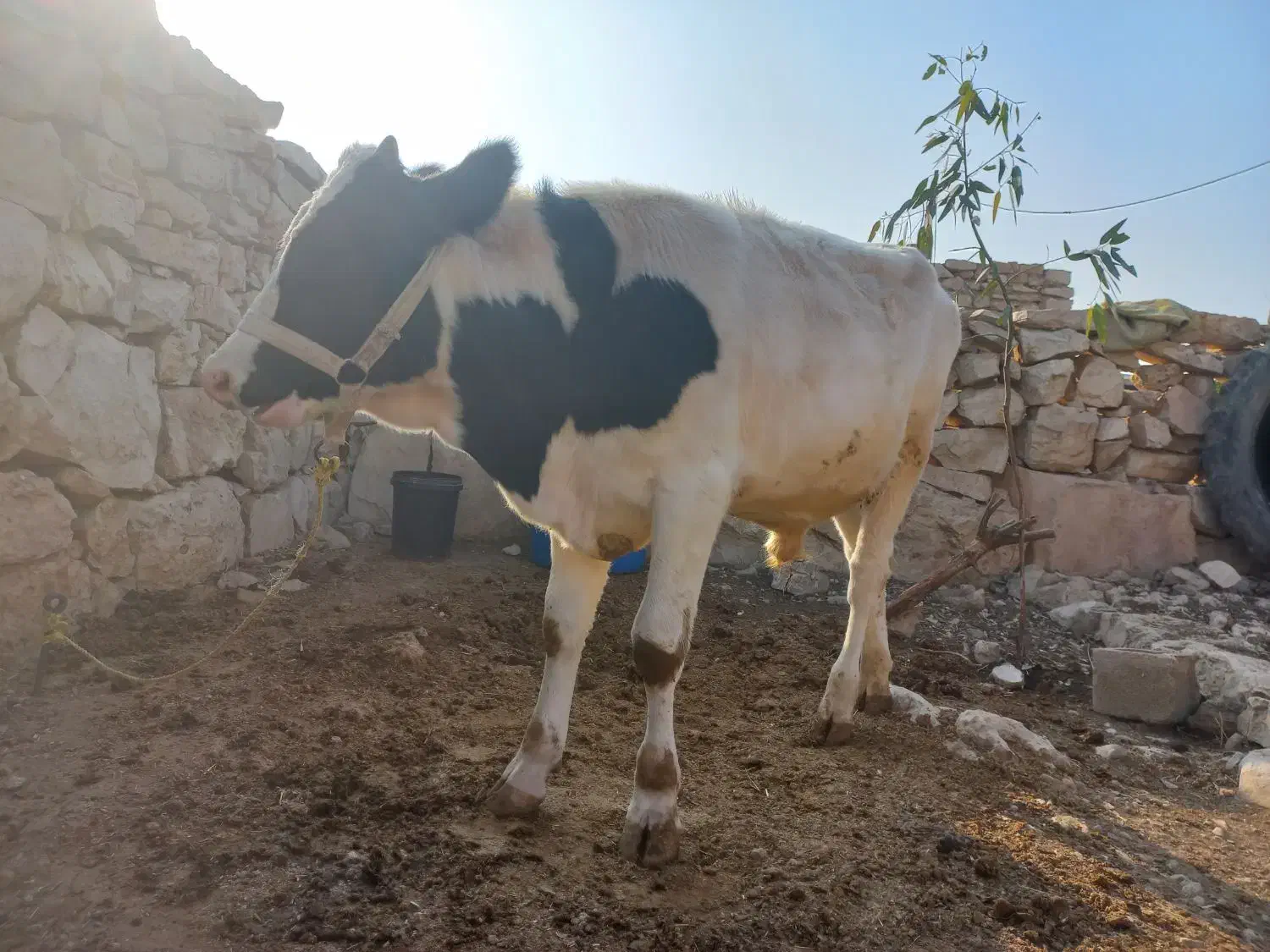 فروش گوساله سیمیتال نر|حیوانات مزرعه|باغ ملک, |دیوار