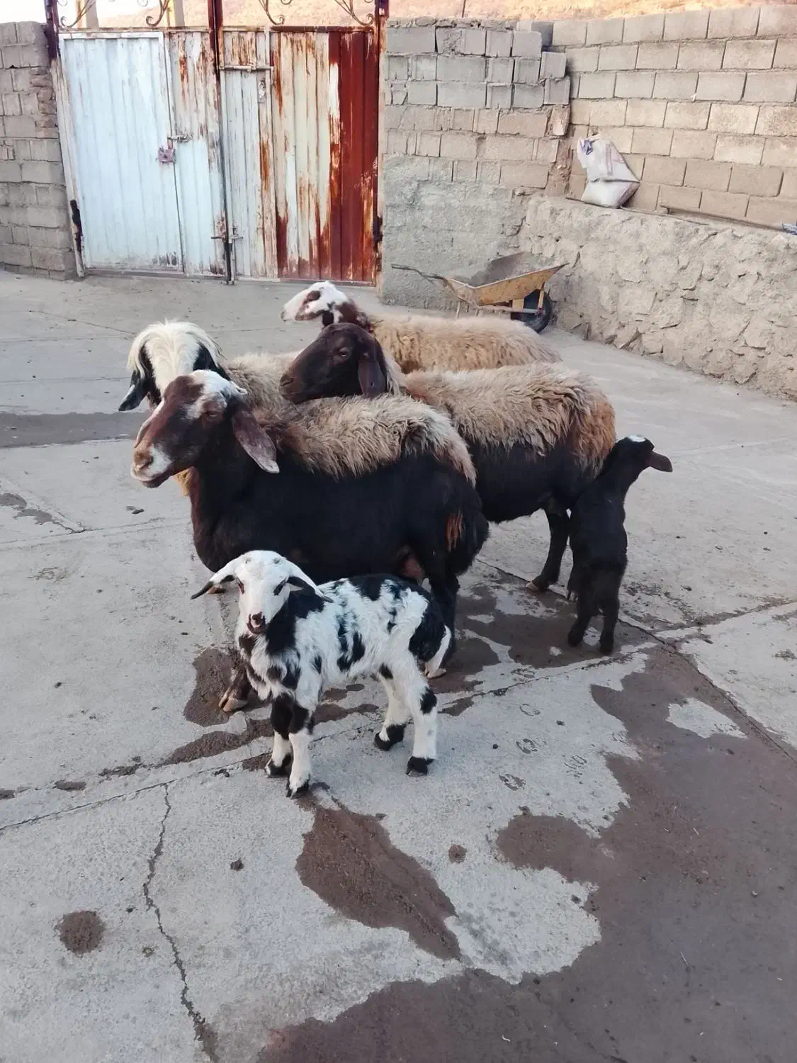 گوسفند افشار|حیوانات مزرعه|ویسیان, |دیوار