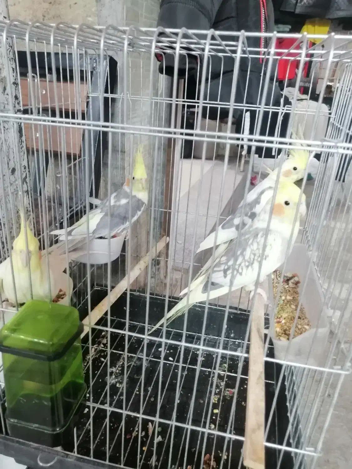 فروش عروس هلندی بالغ وجوجه سرلاکی|پرنده|داراب, |دیوار