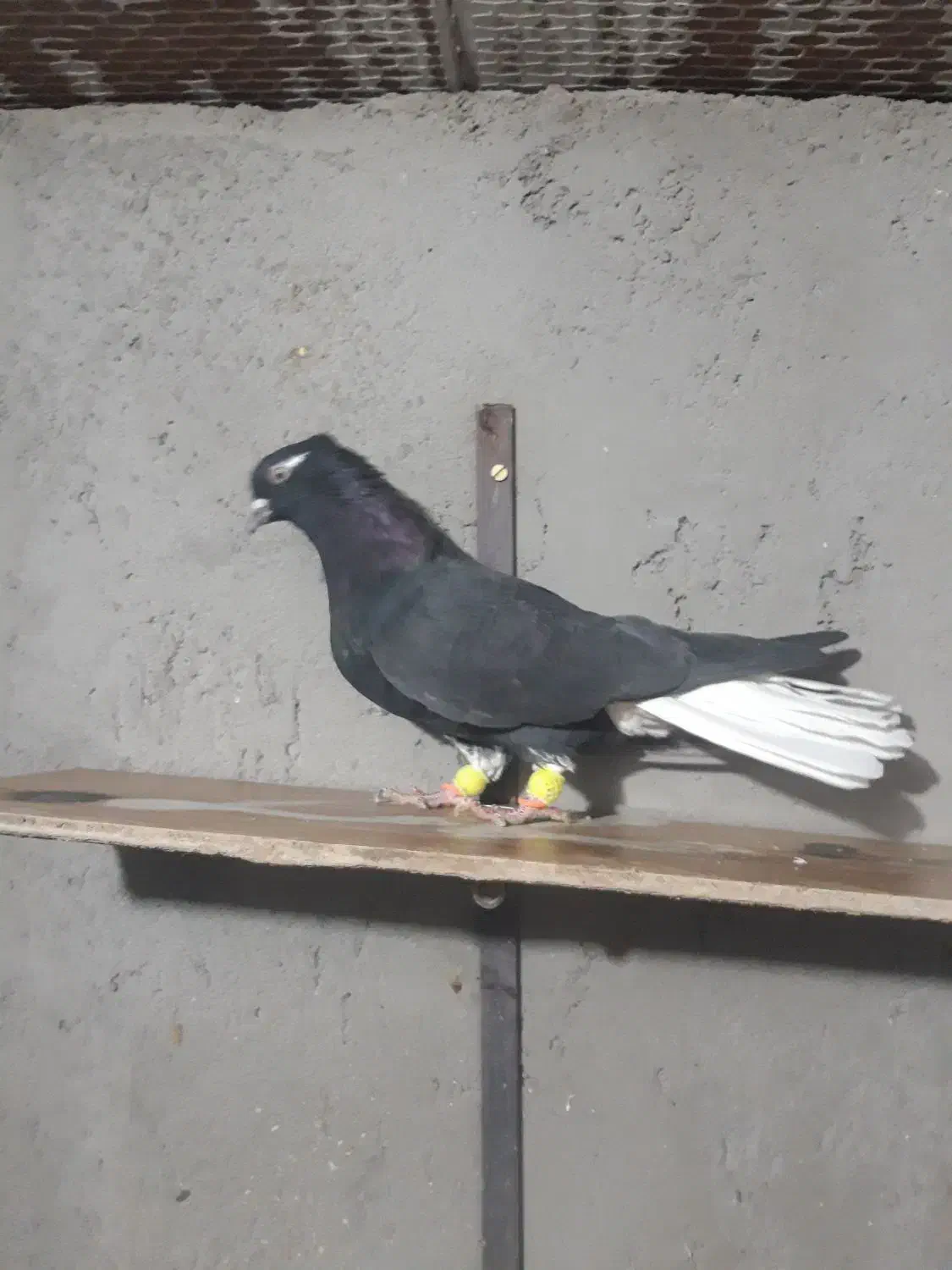 دم سفید ماده|پرنده|تاکستان, |دیوار