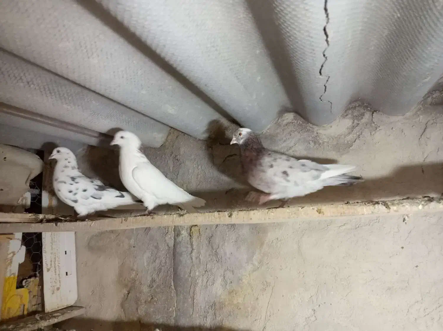 کبوتر پرشی|پرنده|سراب, |دیوار