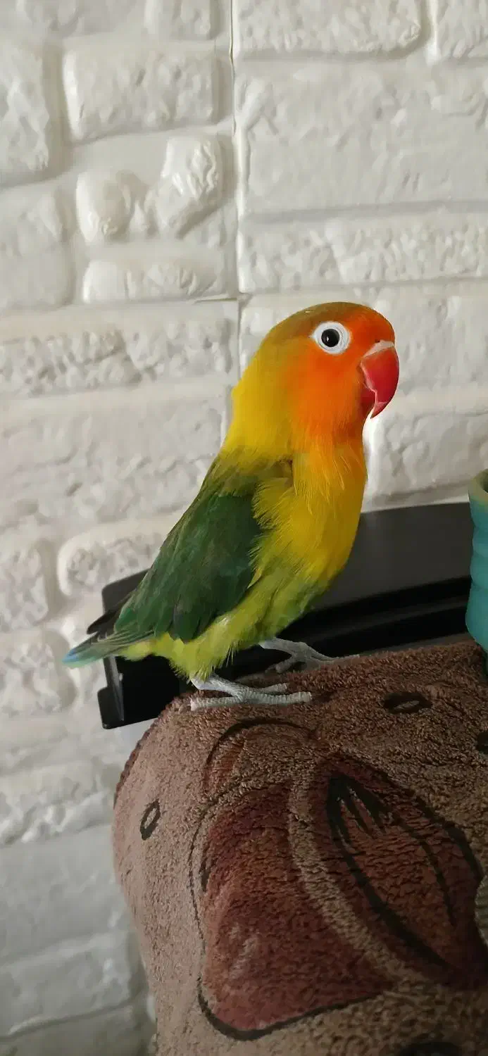 گمشده|حیوانات|اصفهان, ملاصدرا|دیوار