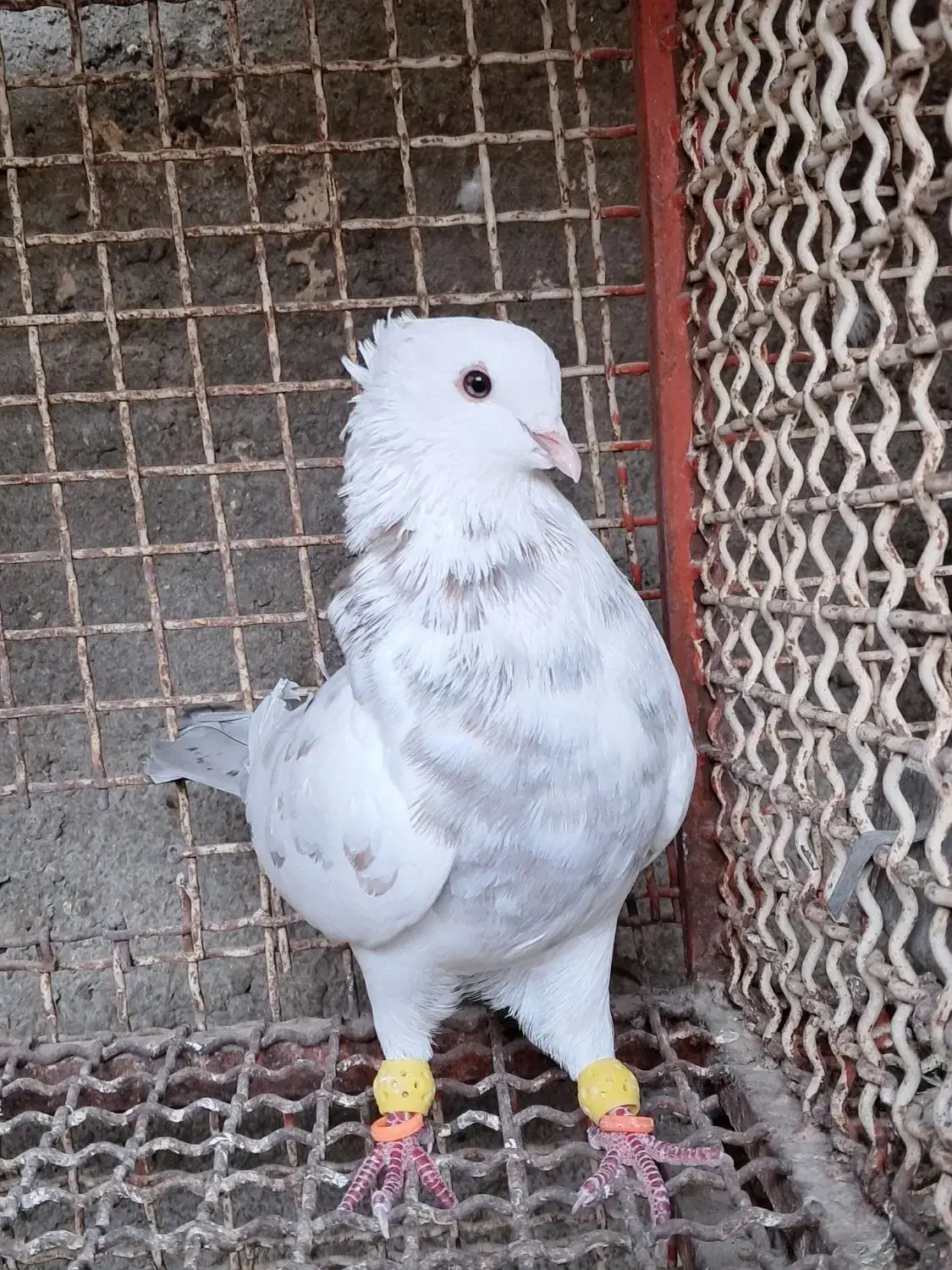 کوهی همدانی معمولی|پرنده|شوشتر, |دیوار