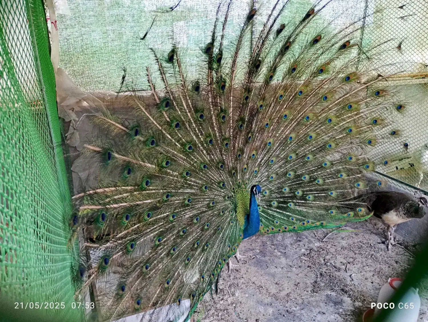 طاووس بالغ و جوجه طاووس هندی و سفید|پرنده|تهران, ترمینال جنوب|دیوار