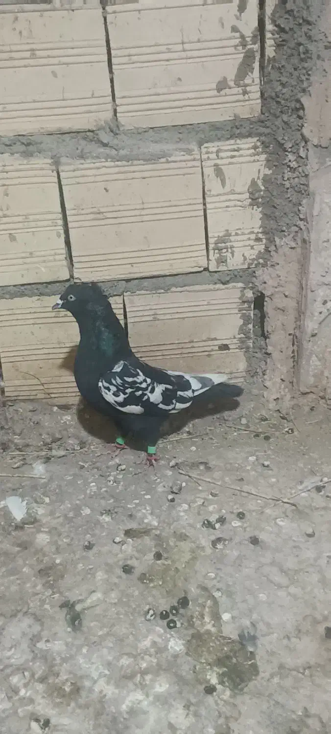 المانی پرشی|پرنده|میان جلگه, |دیوار